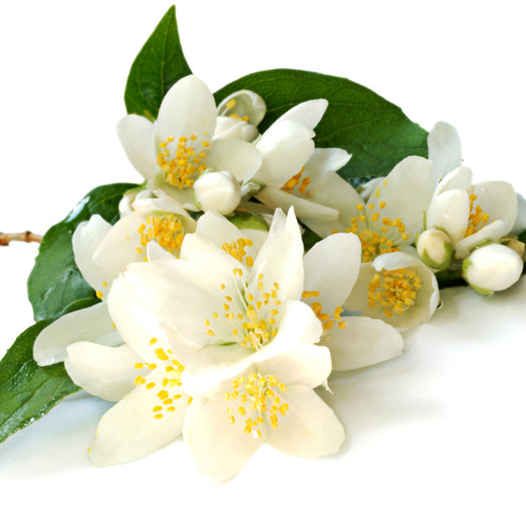 Frolic ™ perfume spray. Exquisite Honeysuckle jasmine - theme-fragrance