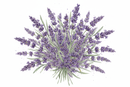 Lavender solid perfume by MelodiePerfumes. Vegan. Essential Oil