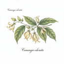 Ylang solid perfume by MelodiePerfumes. Vegan. Essential Oil