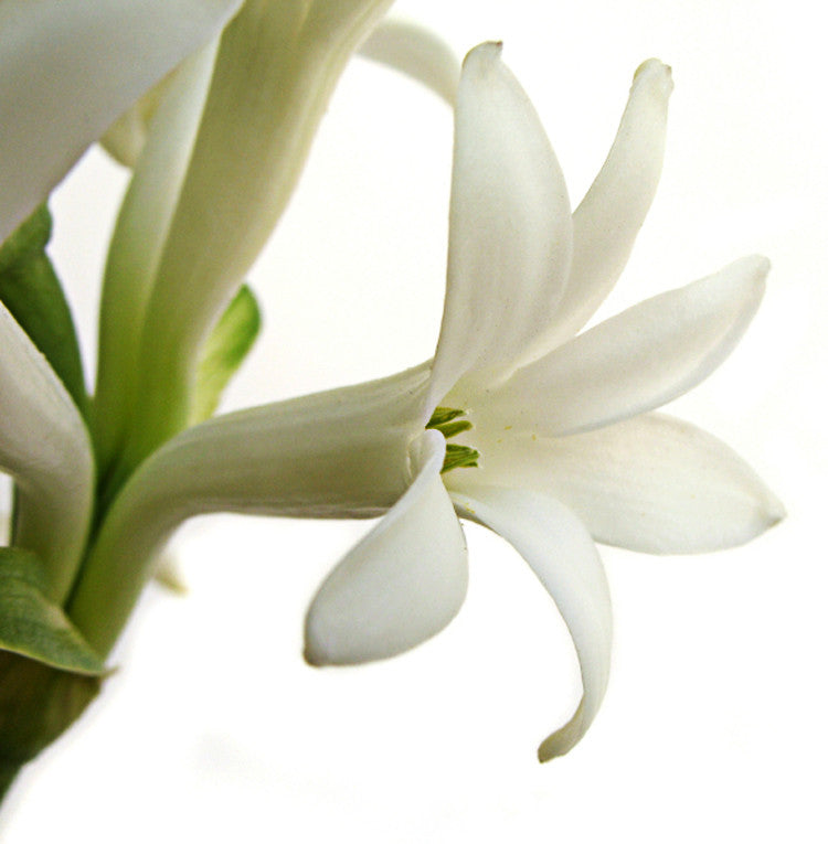 Perfect Stranger ™ perfume spray. Gardenia White Floral - theme-fragrance